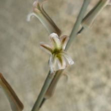 A photo of Haworthia limifolia