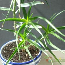 A photo of Aloiampelos striatula