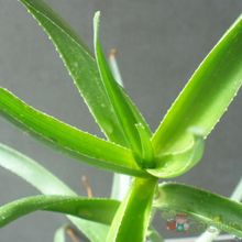 A photo of Aloiampelos striatula