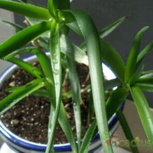 A photo of Aloiampelos striatula