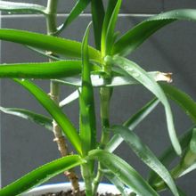 A photo of Aloiampelos striatula