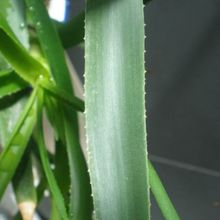 A photo of Aloiampelos striatula