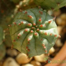 Una foto de Euphorbia susannae x Euphorbia obesa (HIBRIDO)