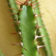 A photo of Euphorbia curvirama  