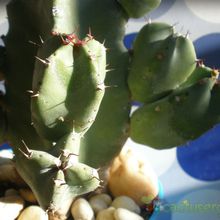 A photo of Euphorbia resinifera