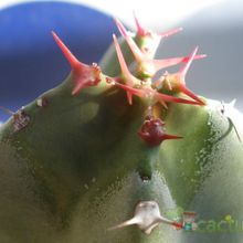 A photo of Euphorbia resinifera