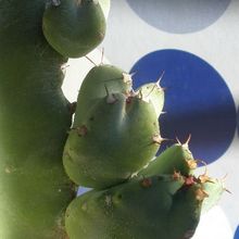 A photo of Euphorbia resinifera