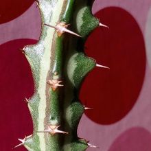 Una foto de Euphorbia knuthii