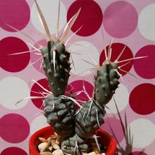 A photo of Tephrocactus articulatus fma. papyracanthus