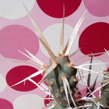 A photo of Tephrocactus articulatus fma. papyracanthus