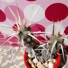 A photo of Tephrocactus articulatus fma. papyracanthus