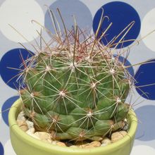 Una foto de Ferocactus hamatacanthus