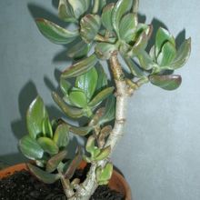 Una foto de Crassula ovata fma. variegada