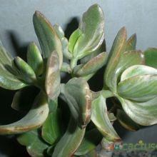 Una foto de Crassula ovata fma. variegada