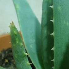Una foto de Aloe brevifolia var. depressa