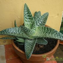 Una foto de Aloe variegata