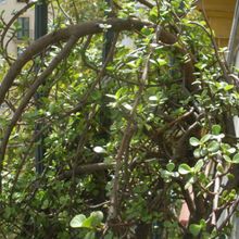 A photo of Portulacaria afra