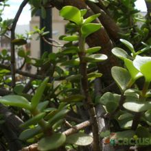 A photo of Portulacaria afra