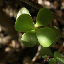 A photo of Portulacaria afra