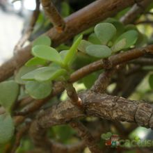 A photo of Portulacaria afra
