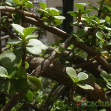A photo of Portulacaria afra