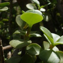 A photo of Portulacaria afra
