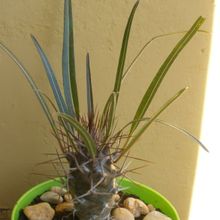 A photo of Pachypodium geayi