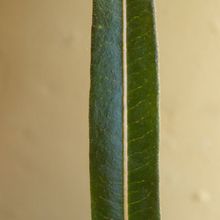 Una foto de Pachypodium geayi
