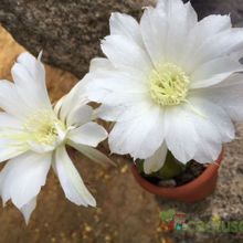 A photo of Echinopsis subdenudata