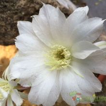 A photo of Echinopsis subdenudata