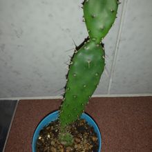 Foto de un cactus que se está identificando actualmente
