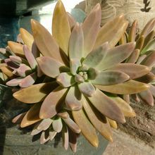 A photo of Graptosedum cv. Francesco Baldi