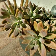 A photo of Graptosedum cv. Francesco Baldi