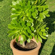 Una foto de Aeonium arboreum