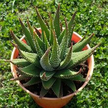 A photo of Haworthia attenuata