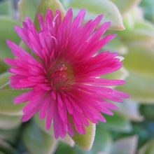 A photo of Mesembryanthemum cordifolium