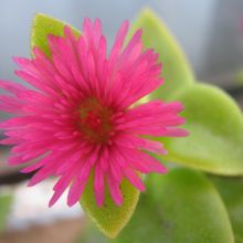 A photo of Mesembryanthemum cordifolium
