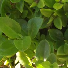 A photo of Mesembryanthemum cordifolium