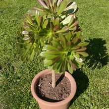 A photo of Aeonium arboreum cv. artropurpureum