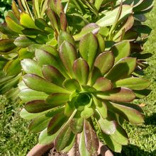 A photo of Aeonium arboreum cv. artropurpureum