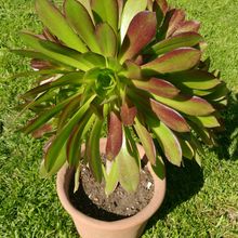 A photo of Aeonium arboreum cv. artropurpureum
