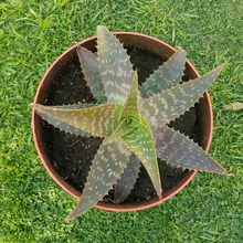 Una foto de Aloe maculata
