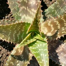 Una foto de Aloe maculata