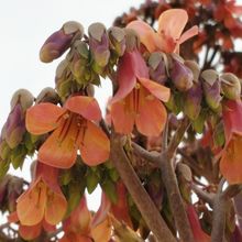 Una foto de Bryophyllum x houghtonii