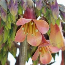 Una foto de Bryophyllum x houghtonii