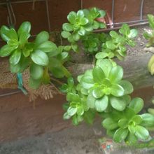 Una foto de Sedum kimnachii