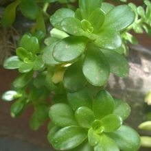 Una foto de Sedum kimnachii