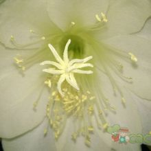 Una foto de Epiphyllum crenatum