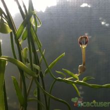 Una foto de Ceropegia linearis  