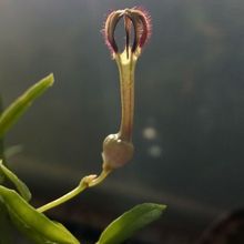 Una foto de Ceropegia linearis  